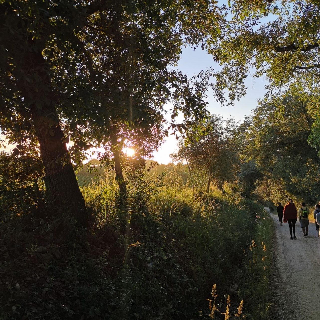 a group of people taking a nature walk during sunset