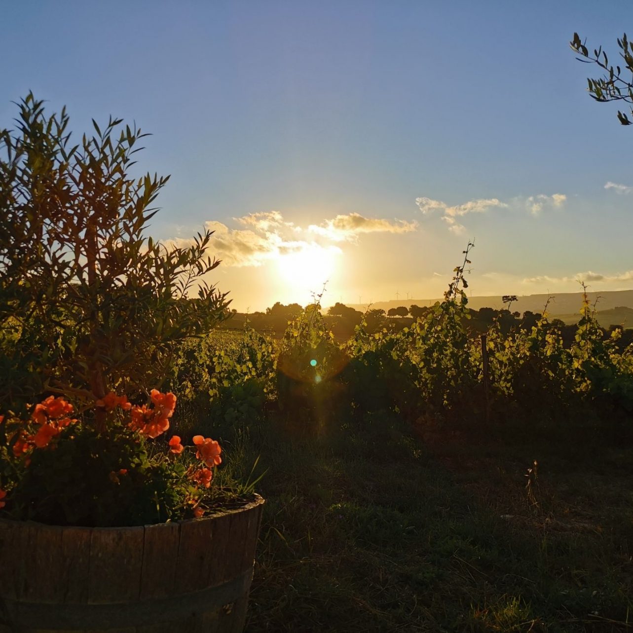 sunset over a vineyard